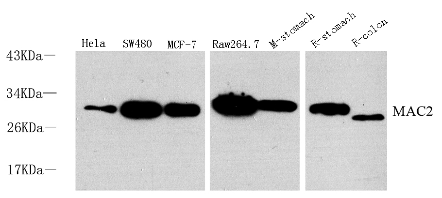 Валидация Elabscience E-AB-70106