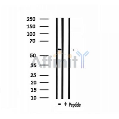 Валидация Affinity DF3158 - 13957