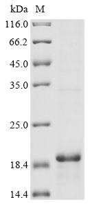 SDS-PAGE