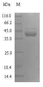 SDS-PAGE