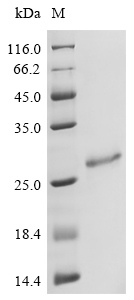 SDS-PAGE