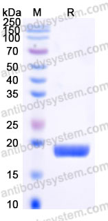 AHB94402, SDS-PAGE