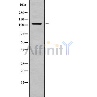 Валидация Affinity DF8812 - 20864