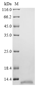 SDS-PAGE