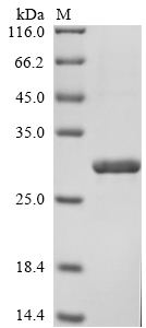 SDS-PAGE