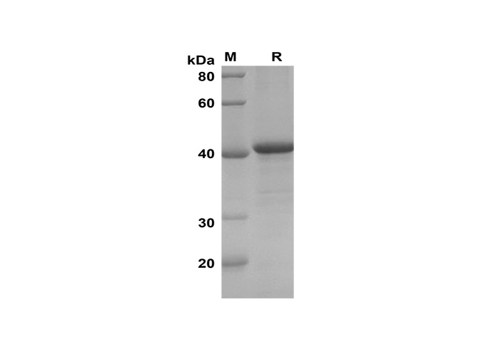 Валидация Elabscience PDEH100619(131)