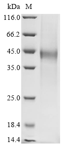 SDS-PAGE