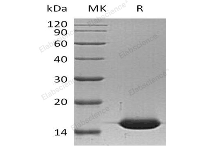 Валидация Elabscience PKSH032414(2894)