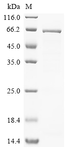 SDS-PAGE