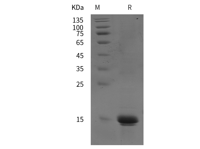 Валидация Elabscience PDEH100867(301)