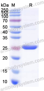 Валидация AntibodySystem YHJ86301