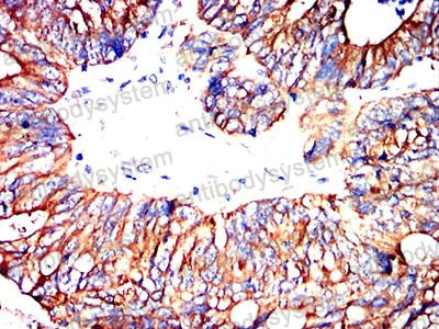 Валидация AntibodySystem RHA52803 (157)