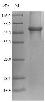 SDS-PAGE
