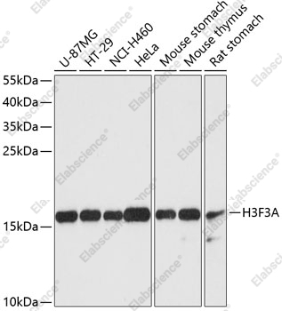 Вестерн-блоттинг, Histone H3.3, различные клеточные линии