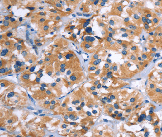 Валидация Elabscience E-AB-11095