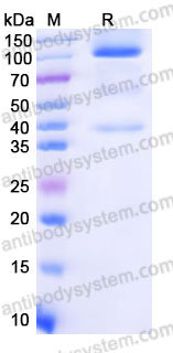 AHE84603, SDS-PAGE