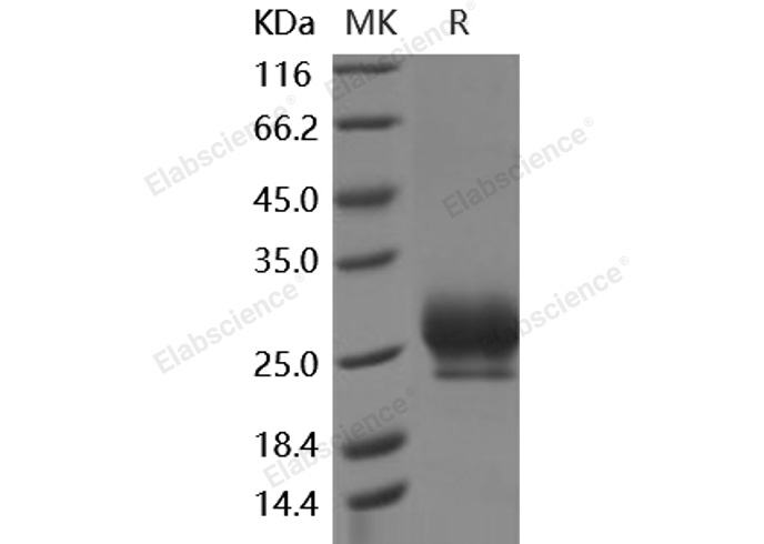 Валидация Elabscience PKSH030501(1416)