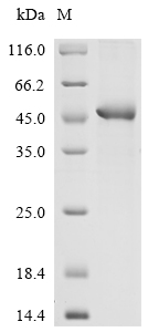 SDS-PAGE