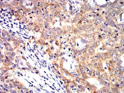 Валидация AntibodySystem RHC99302 (1235)