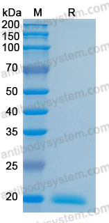Валидация AntibodySystem AHJ19801