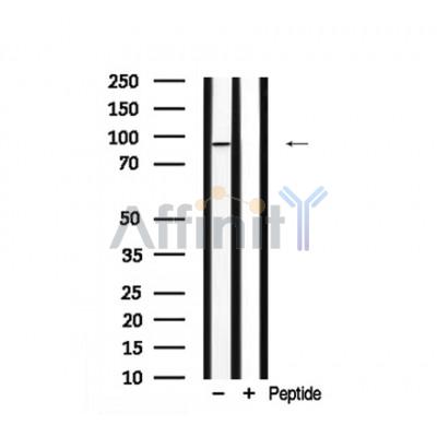 Валидация Affinity AF7937 - 4689