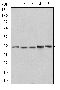Валидация Affinity BF0372 - 5243