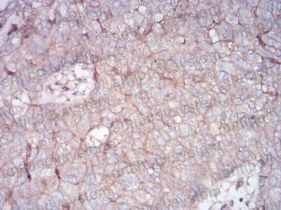 Валидация AntibodySystem RHC87201 (1134)