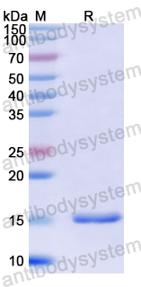 YXX50601, SDS-PAGE