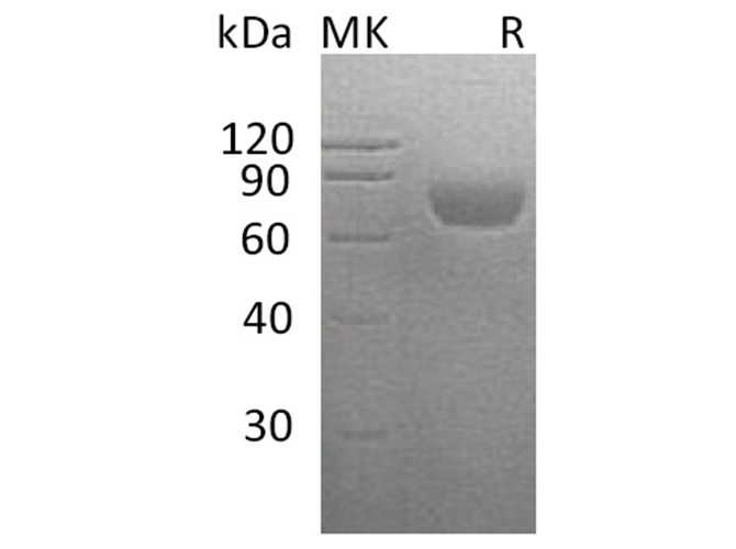 Валидация Elabscience PKSH033401(3728)