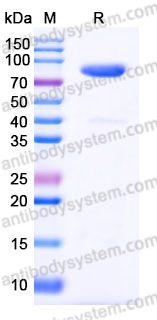 EHE13402, SDS-PAGE
