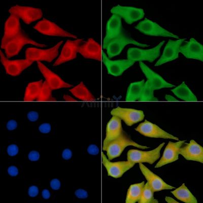 Валидация Affinity DF14433 - 10389