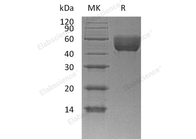 Валидация Elabscience PKSM040727(4703)