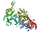 Myosin VI (MYO6)