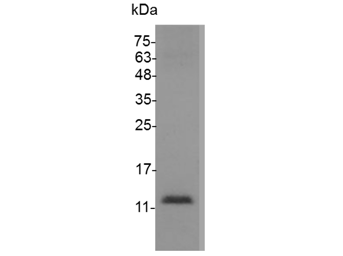 Валидация Elabscience PKSM041107(5026)