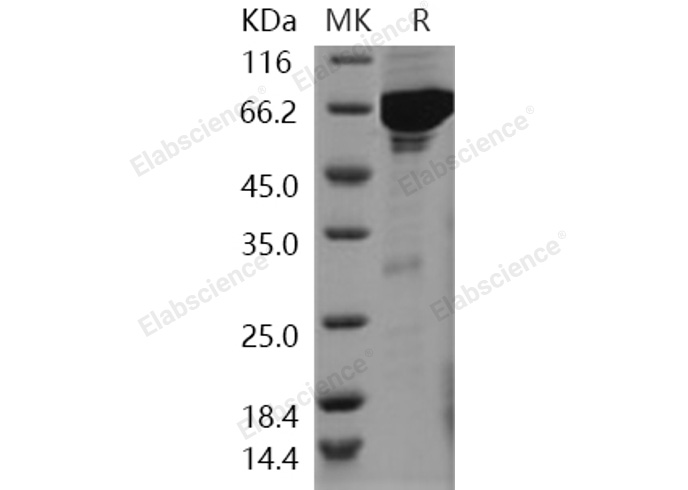 Валидация Elabscience PKSH031091(1881)