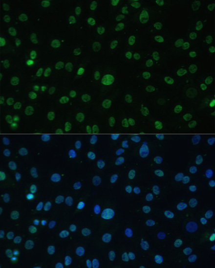 Валидация Elabscience E-AB-64819