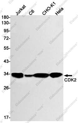 Вестерн-блоттинг, CDK2, клетки Jurkat, C6, CHO-K1, HeLa