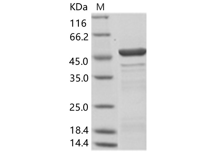 Валидация Elabscience PKSV030173(5950)
