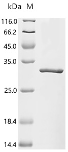 SDS-PAGE