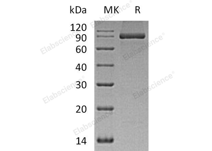 Валидация Elabscience PKSH032846(3257)