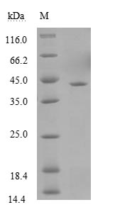 SDS-PAGE