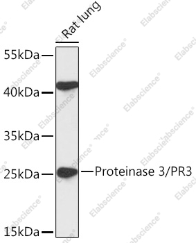 Вестерн-блоттинг, Proteinase 3/PR3, ткань легкого крысы