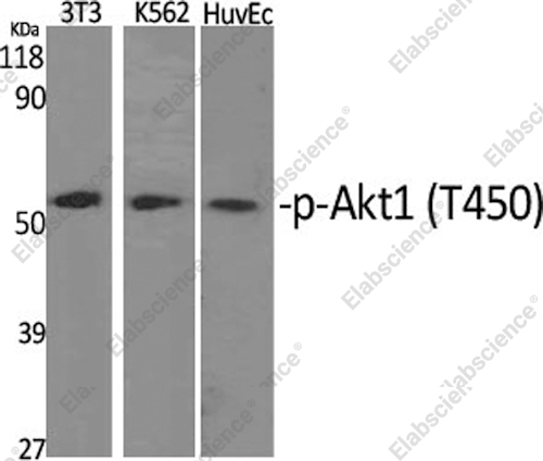 Вестерн-блоттинг, Phospho-Akt1 (Thr450), различные клетки