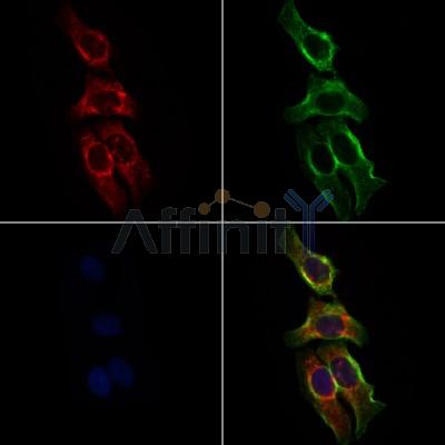 Валидация Affinity DF4931 - 16754