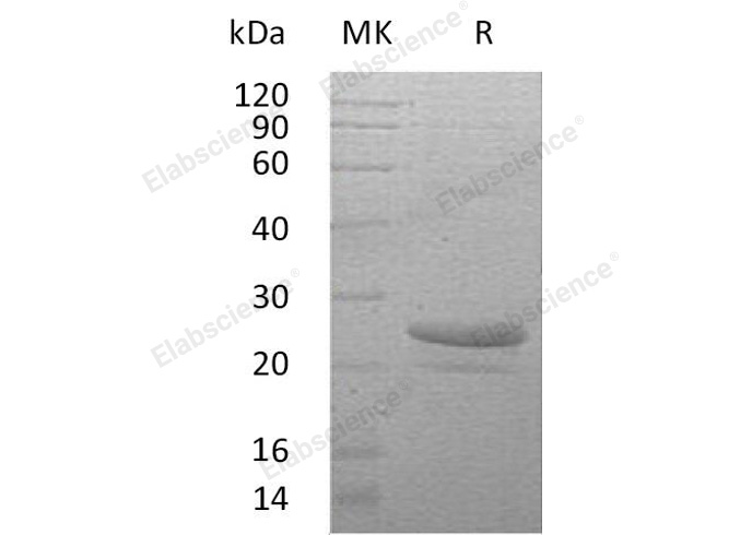 Валидация Elabscience PKSH032175(2700)