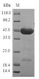 SDS-PAGE
