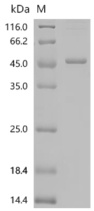 SDS-PAGE