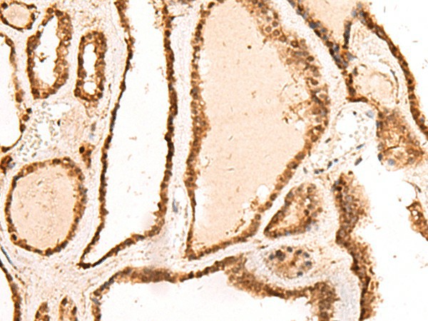 Валидация Elabscience E-AB-18973