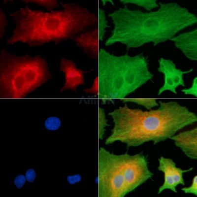 Валидация Affinity DF8860 - 20950