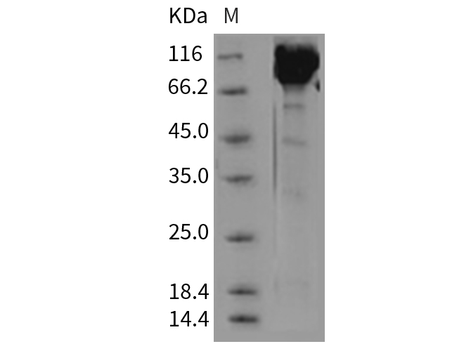 Валидация Elabscience PKSM040432(4430)